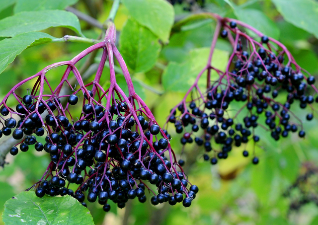 Czarny Bez